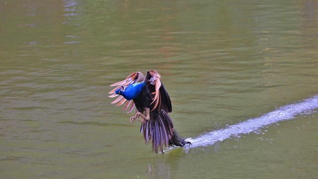 做什么梦说明爱情要来了，什么梦预示真爱到了（爱情魅力追求梦）