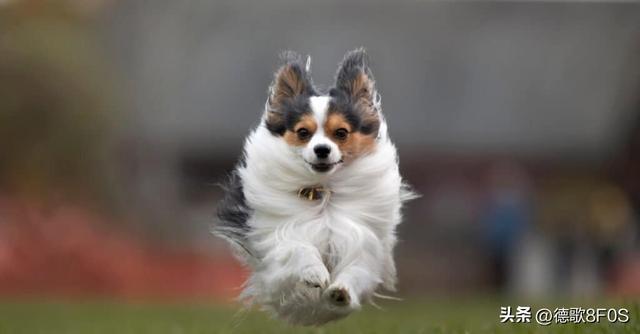 狗狗排行榜之“最可爱”的几种狗，种最可爱的泰迪熊犬种