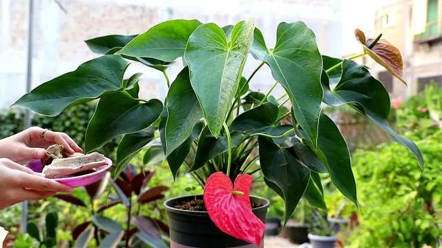 红掌盆栽怎么养，红掌盆栽的养殖方法（养盆“大红掌”）