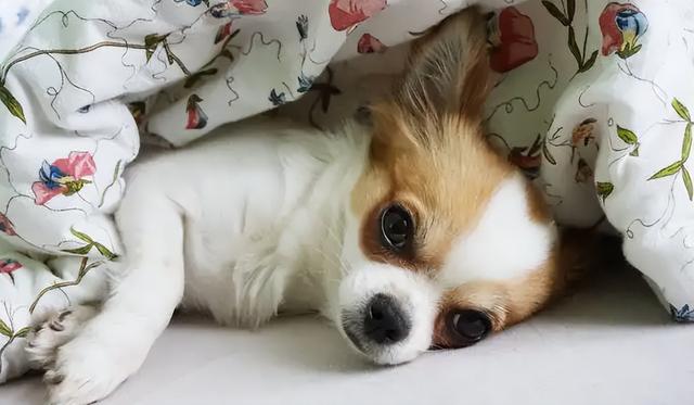 吉娃娃,吉娃娃虽然体型小(吉娃娃和博美杂交的狗)