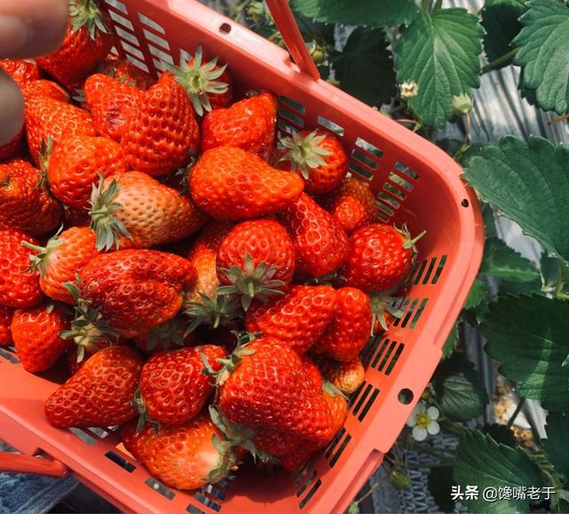 中国哪里盛产草莓啊，中国哪里产的草莓最好吃（这8个地方比较出名）