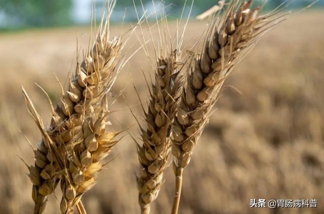 曼陀罗花的图片，曼陀罗花是什么（301味中药材的原植物彩色图谱）