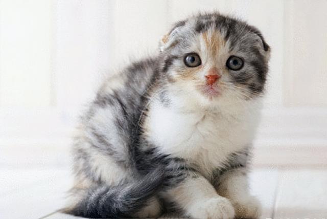最不建议养的10种猫，这几种猫越养越心累