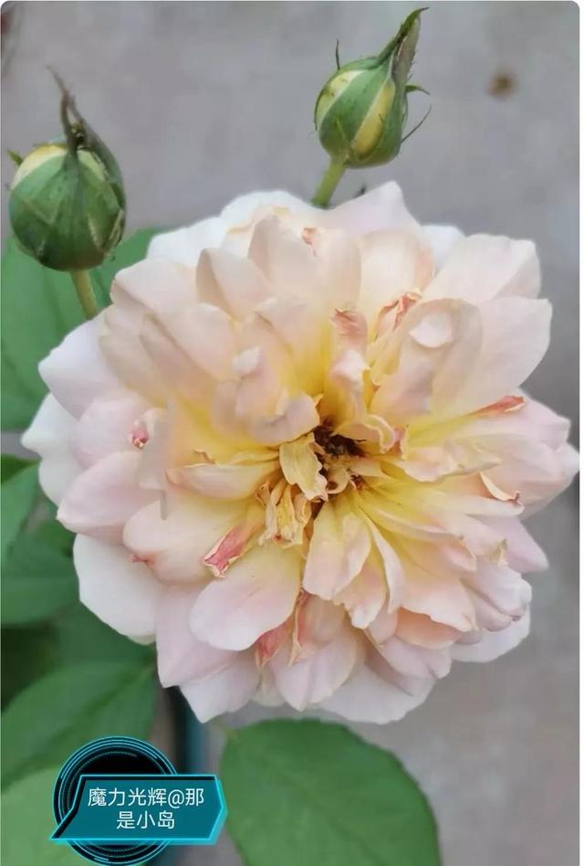 魔力挺好吗，力魔和魔力红哪个好（魔力光辉的魅力）