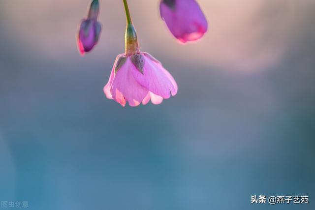 关于立春的经典诗，关于立春的经典古诗（开启诗情画意的一年）