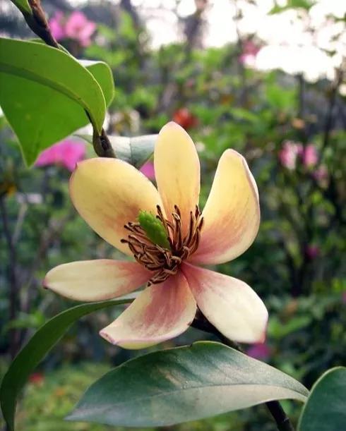 含笑花什么时候开花，分享图片——深山里（含笑花何时开花）
