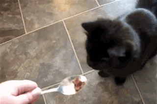 生肖牛的性格特征大盘点，十二生肖牛性格特点（社牛猫咪的6个行为特征）