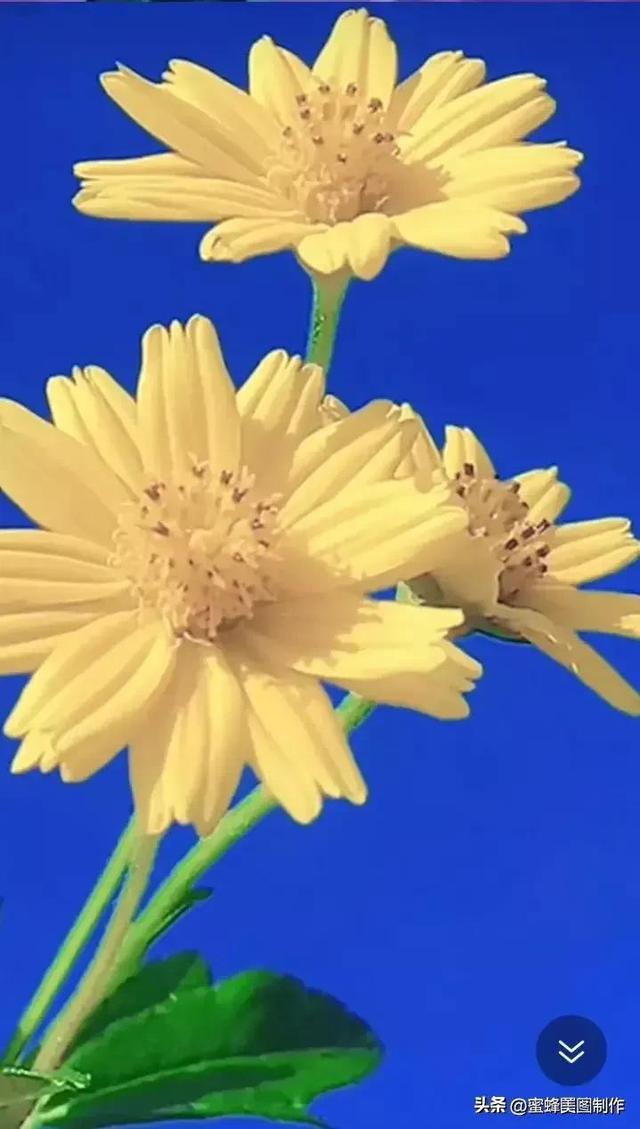 七夕节的图片，七夕浪漫情人节，玫瑰壁纸（七夕节的图片）