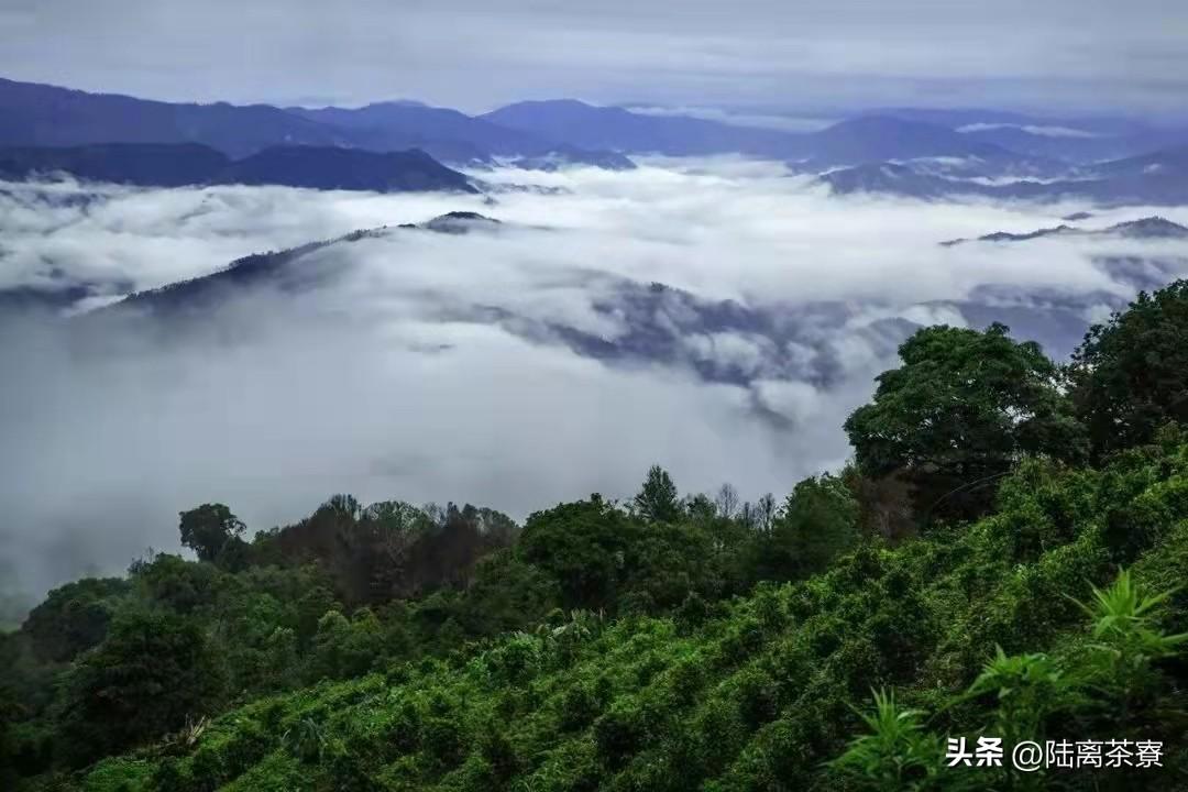 大益集团（从金色韵象和乌金号等普洱茶说开）