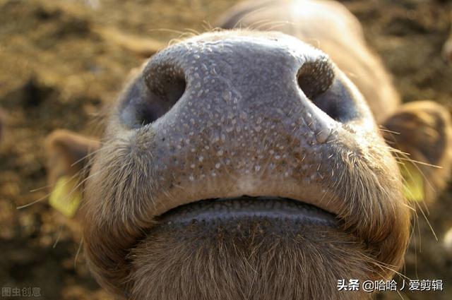 口嗨的意思是什么，口嗨的意思是什么解释（口嗨是什么梗）