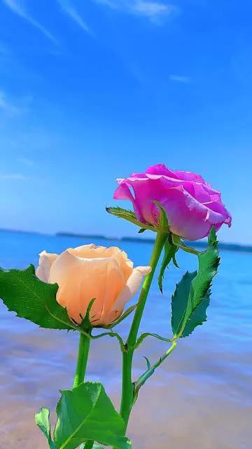 情侣网名简单干净，简单的四字情侣网名  不负情深°| 不离久伴°（你是我此生最牵挂的人）