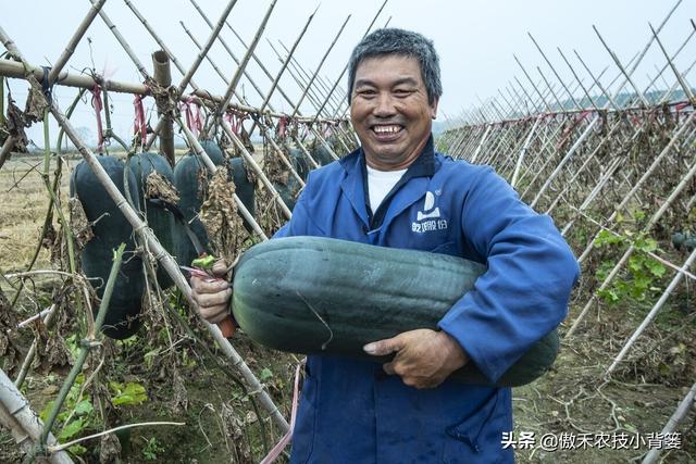 六叶子是什么意思，滁州方言六叶子是什么意思（冬瓜需要整枝打杈摘心吗）