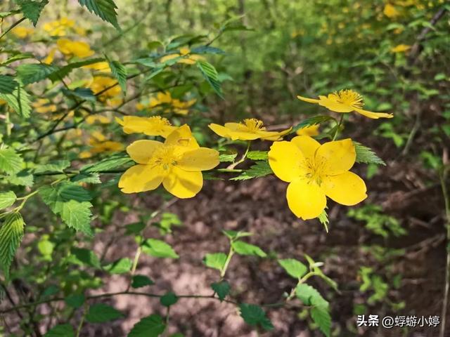 西安四月秦岭西寺沟紫荆花海，有山有水有你有我有爱