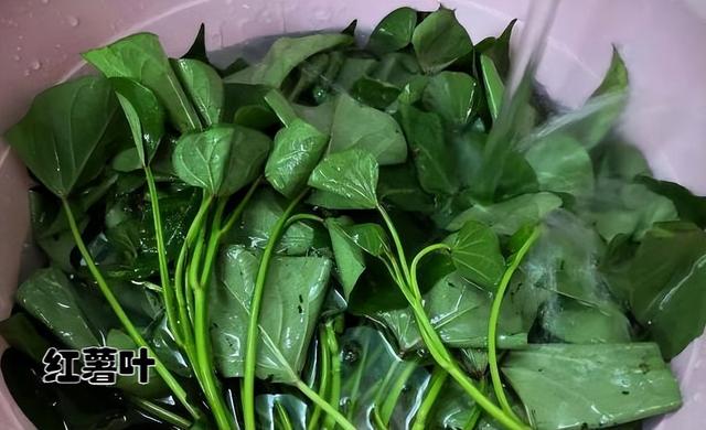 十大打农药最多的菜有哪些，哪种菜农药比较少（天生自带“驱虫”能力的10种蔬菜）