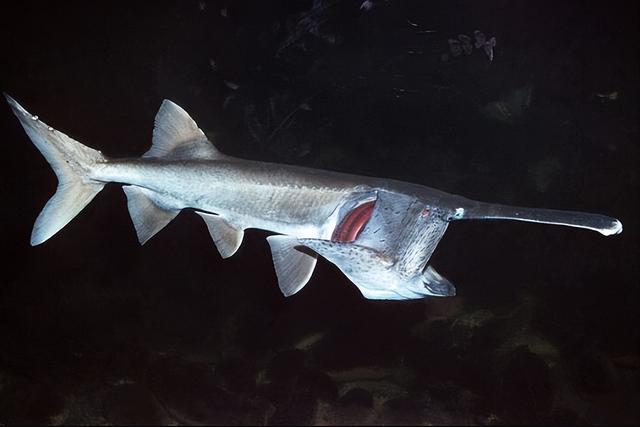 有哪些灭绝或濒临绝种的动物，濒临灭绝的动物是哪种（细数那些惨遭人类毒手的珍稀动物）
