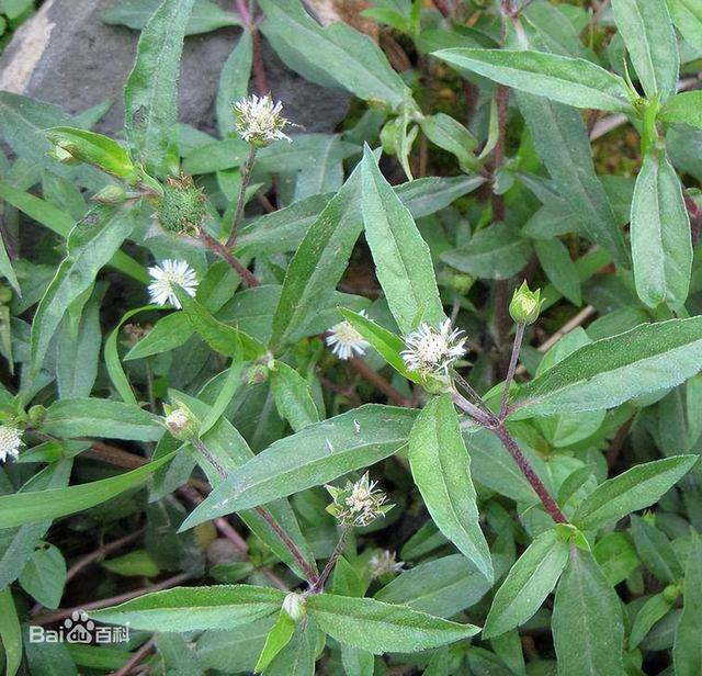 旱莲草墨旱莲，每日一味抗癌中药——墨旱莲