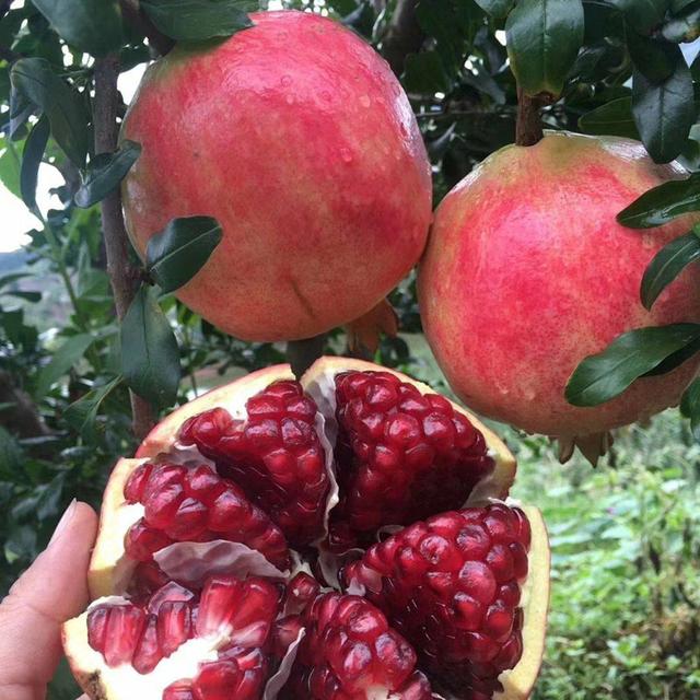 适合北方农家小院种植的果树，适合北方农家小院种植的果树图片（老人说：家里不能乱种树）