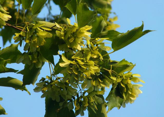 元宝枫种植前景和效益，元宝枫油多少钱一公斤（元宝枫的发展带来的好处有什么）