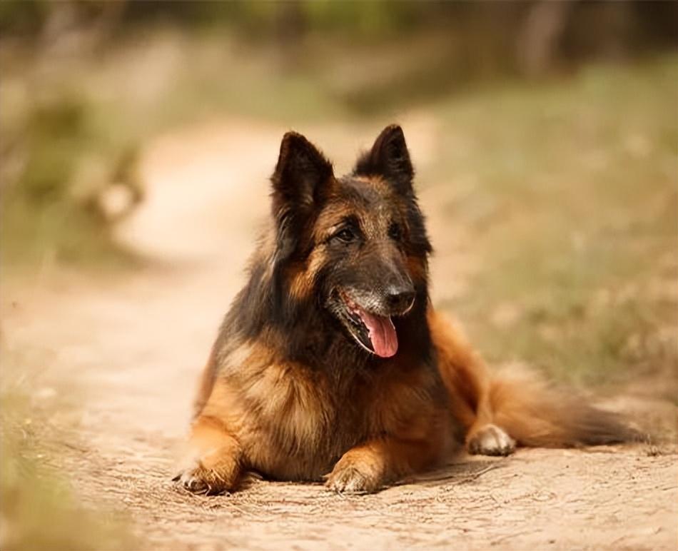 追踪,放牧和雪橇等运动的亲和力,无疑在最聪明的犬种中赢得了一席之地