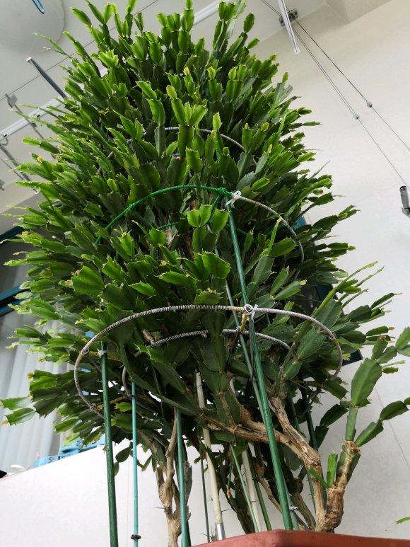 金玉满堂花，堪称“死不了”（金玉满堂花）