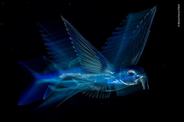 欧美吴彦祖，微信头像，欧美吴彦祖（2018年度最佳野生动物摄影作品图集）