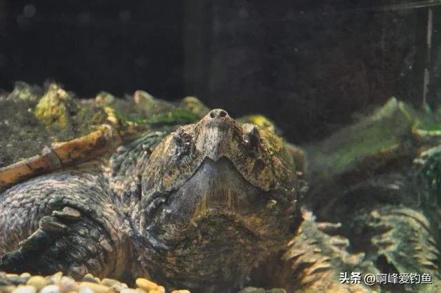 世界上最大的龟是什么龟，世界上体型最大的海龟是什么龟（世界体型最大的淡水龟）
