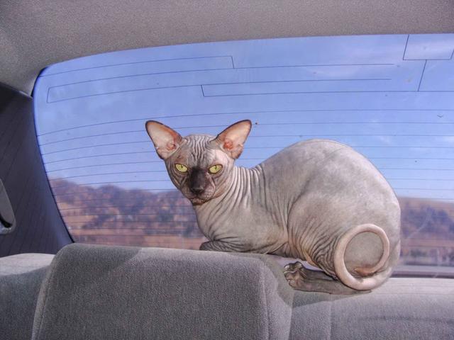 世界上最丑的猫，世界上体重最小的猫品种（每只价格高达3,000美元）