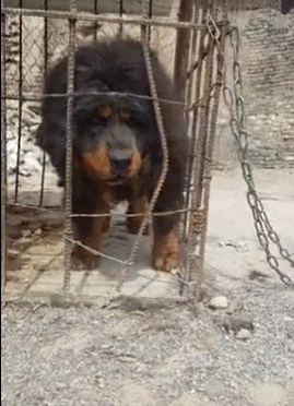 吉娃娃智商相当于几岁小孩，吉娃娃聪明吗（陪伴你可长达20年）