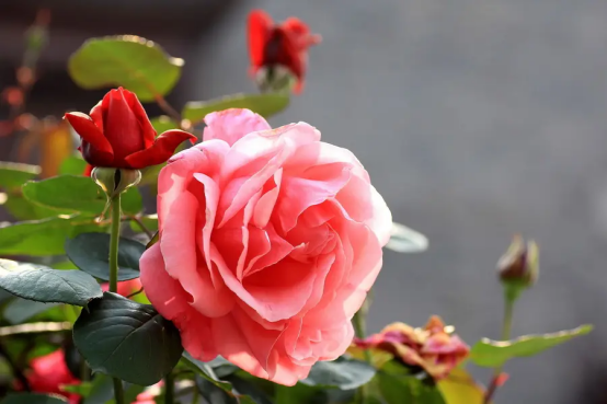 春天开的常见的花，春天的花有哪些（春天的花有哪些 名字）