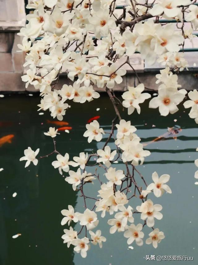 扬州旅游景点攻略，去过5个就是扬州人