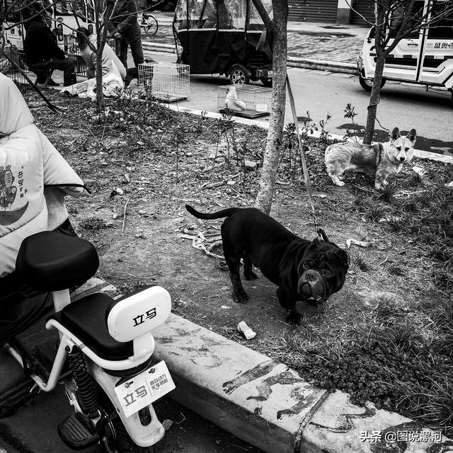 宠物市场在哪里，成都的宠物狗市场在那里呀（漯河宠物市场印象）