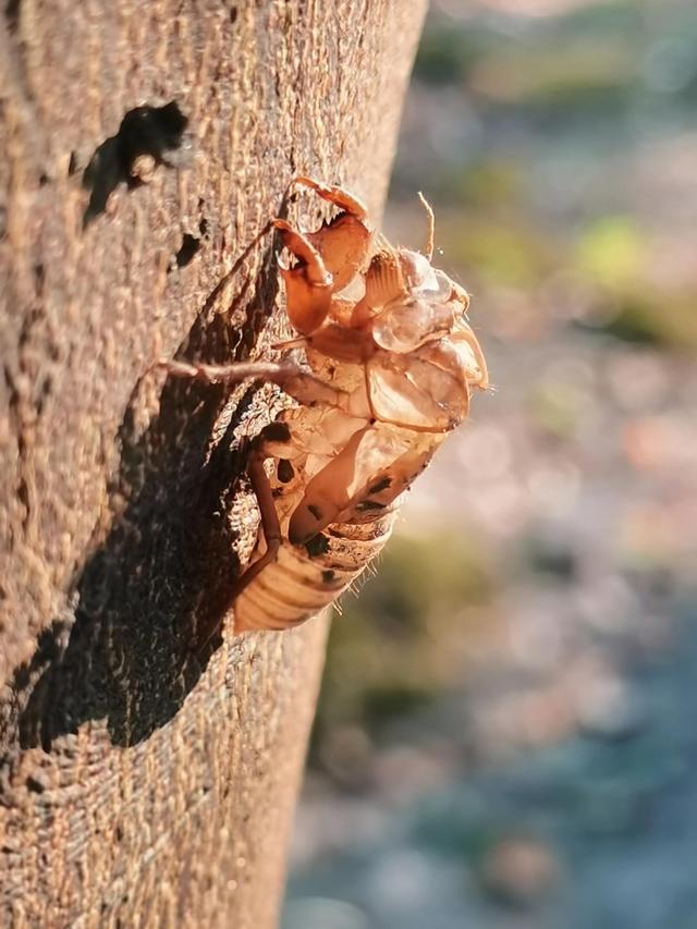 蝉蜕的功效与作用，蝉蜕的作用与功效（蝉蜕：高风亮节，破茧重生之美）