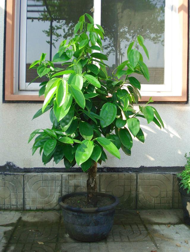 最适合客厅的十大植物，吉利又能吸“废气”