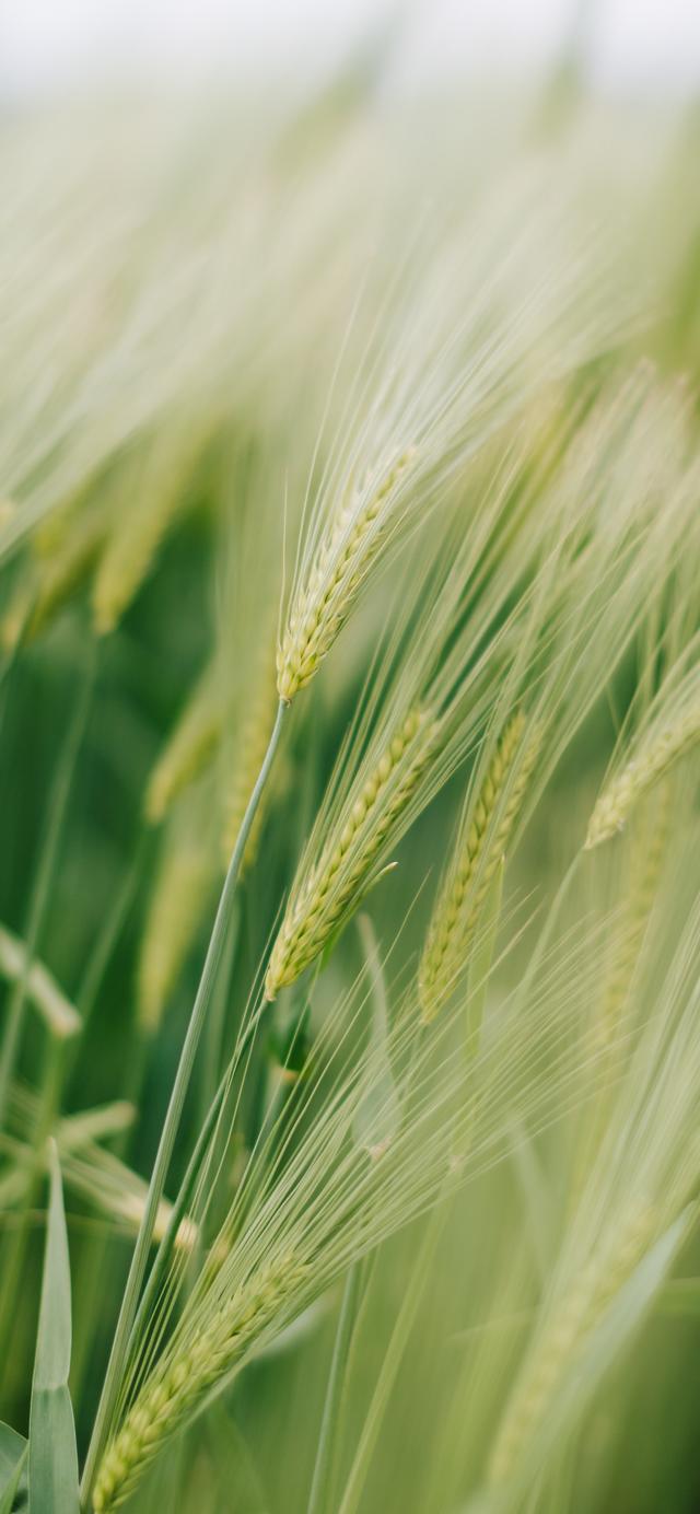 唯美风景背景图,唯美图片景色背景(优美风景壁纸)