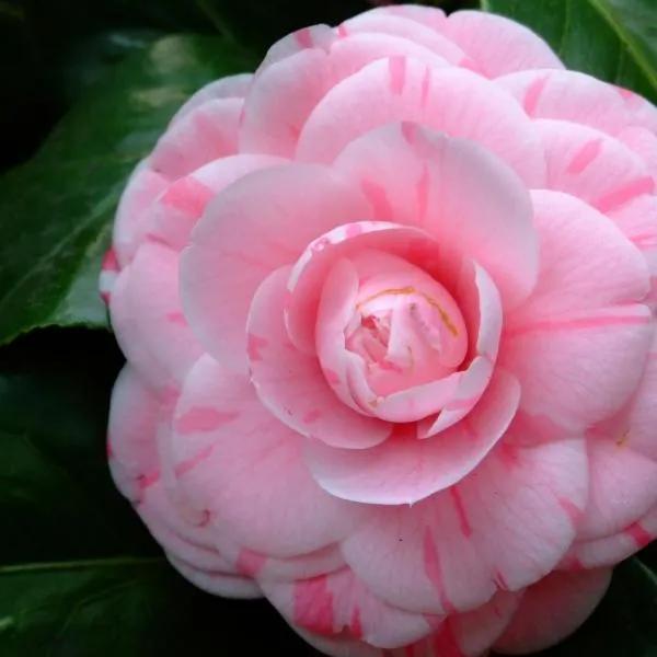 山茶花图片 唯美(清新淡雅山茶花) - 彝家农业网