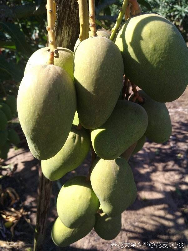 竹芋，竹芋的养殖方法和注意事项（南方烂大街的花）