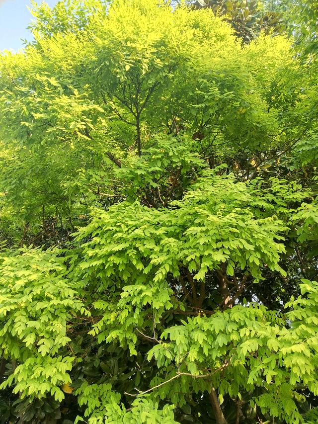 生如夏花之灿烂，生如夏花之灿烂死如秋叶之静美中夏花和秋叶各比喻什么（生如夏花之绚烂 死如秋叶之静美英文图片）