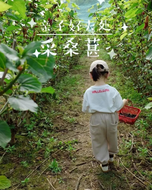 推荐10个樱桃采摘的好去处，市中区采摘园合集