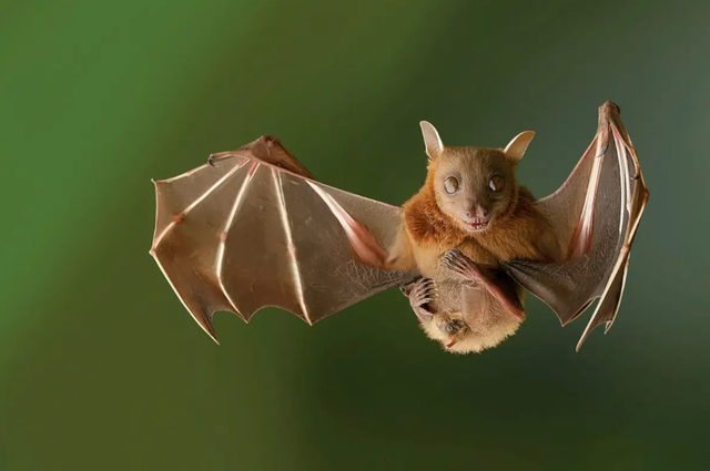 2003年非典多少人感染，2003年非典感染人数是多少（2003年让人胆寒的非典）