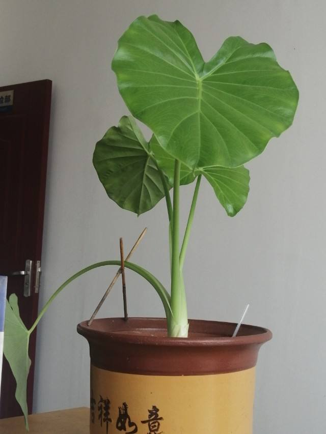 扶桑花的寓意，黄色扶桑花的寓意（老话说“花草三不送）