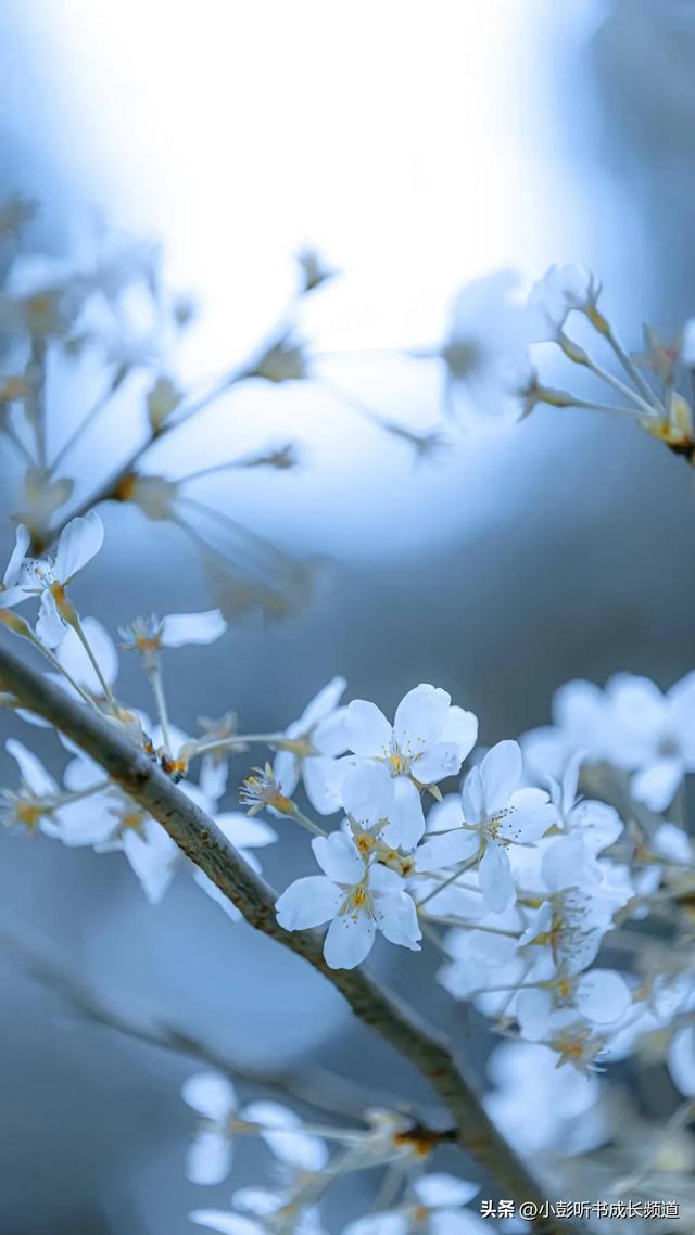 十二星座的真正性格，十二星座的性格脾气（十二星座各自的性格解析）