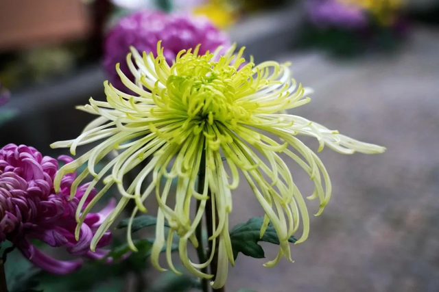 菊花的寓意和象征，不同颜色菊花的象征意义（象征高尚纯洁的菊花）