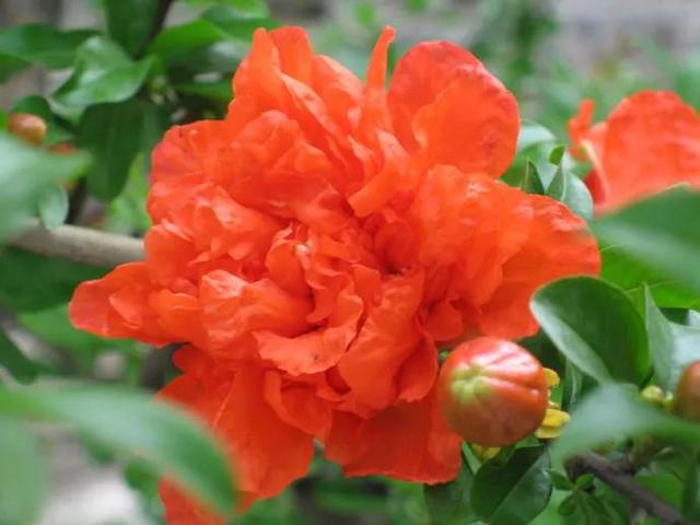 夸赞女人漂亮的句子，夸女人的美言佳句（女人如花，绚烂绽放，活出精彩）