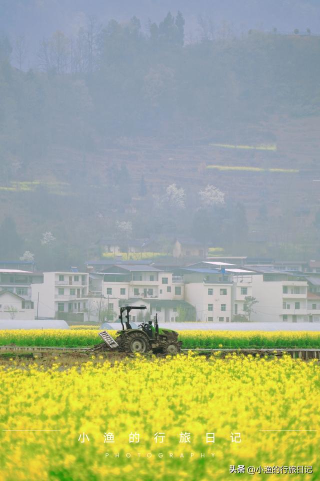 万亩油菜花海游玩攻略，奔赴川陕交界的巴山秘境