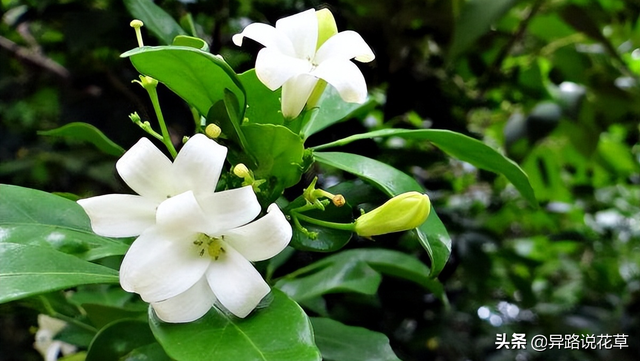七里香花语，七里香花语象征与寓意（七里香：七里香歌好听）