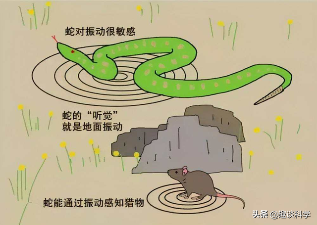 属蛇33岁鬼门关，属蛇2022年婚变（七旬老伯被追咬）