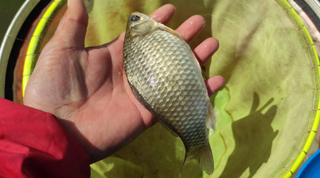 最常见的淡水鱼都有哪种，最常见的淡水鱼