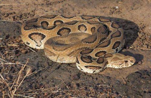 世界上最恐怖的蛇，世界上最恐怖的蛇岛图片（印度毒蛇太恐怖）