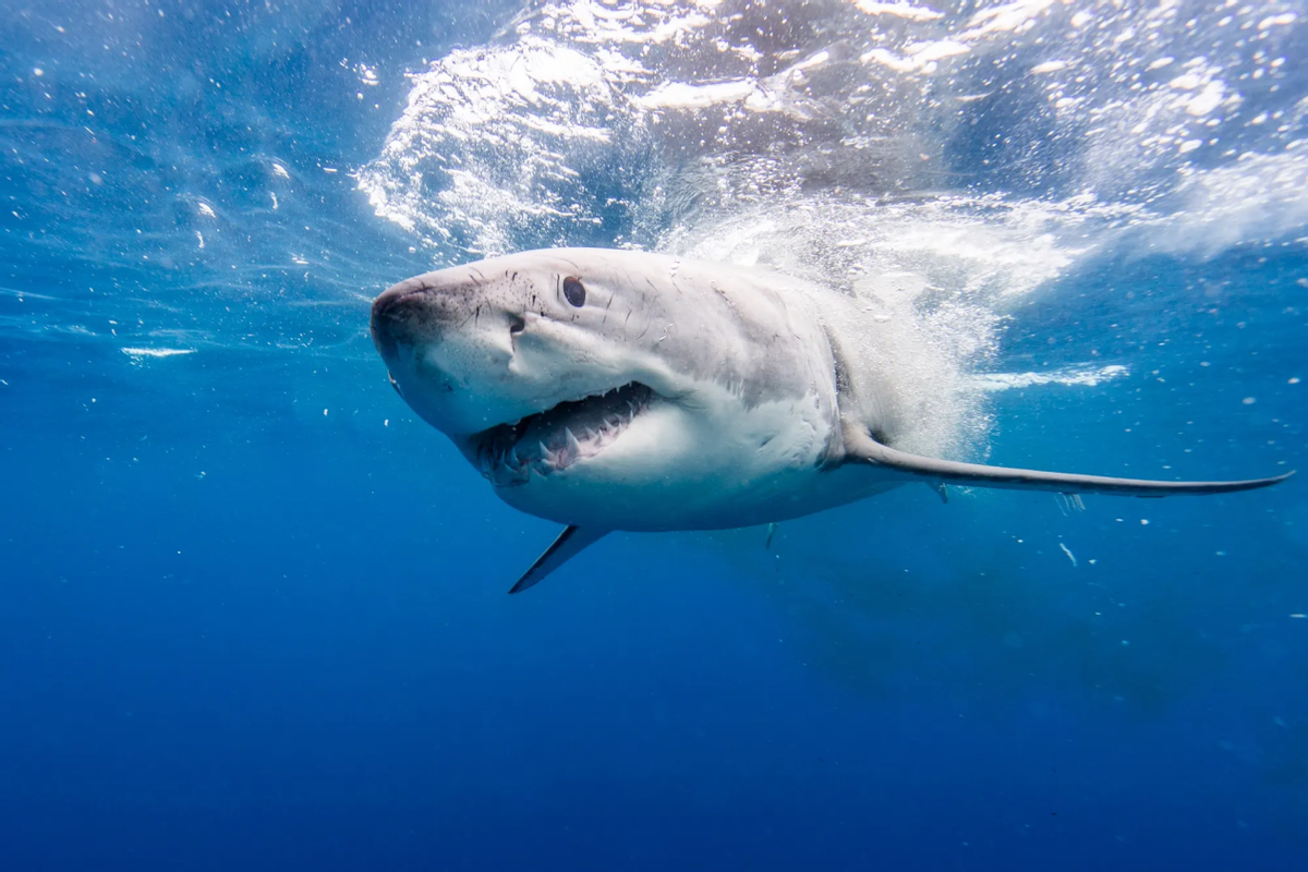 和太平洋睡鲨都属于梦棘(jí)鲛(jiāo)科睡鲨属的鲨鱼,属于近亲,肉中