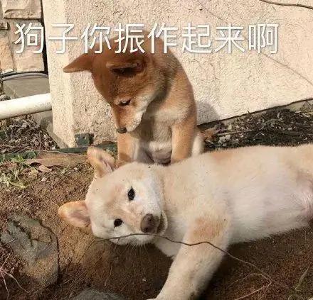 扒拉我是什么意思，东北话扒拉我是什么意思（为何狗狗经常用手“扒拉”我）